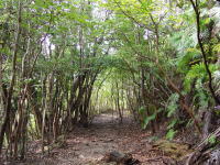 自然林のトンネル