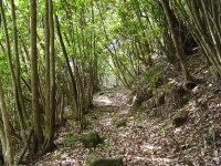 ヨコネ道の自然林