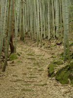 竹林の中の石畳道