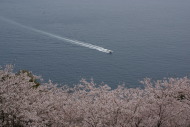 桜と熊野灘