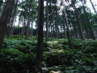 三浦峠のひのき林