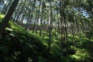 三浦峠のひのき林　その２