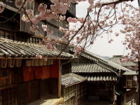 麻吉旅館と満開の桜
