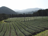 大台町の茶畑