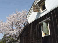 旧家に残る蔵　満開の桜と