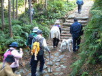 紀州犬と歩ける熊野古道　横垣峠
