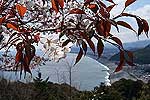 松本峠　海を見る桜