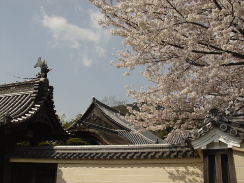桜満開の祭主職舎