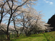 Cherry Blossoms at Miyagawa-daini-hatsudensyo