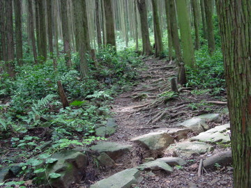 Edo-michi Path through forest of Japanese cypress