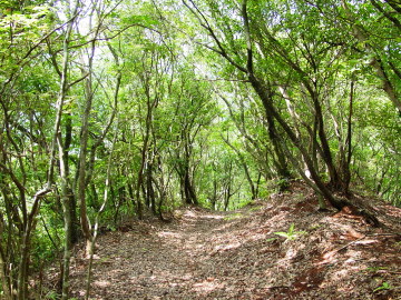 Natural forest in Edo-michi Path
