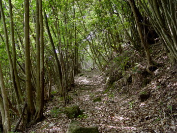 Natural Forest on Yokone-michi Path