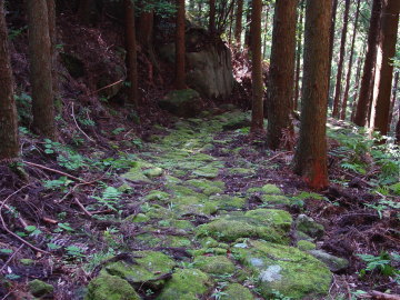 good stone path covered with green moss