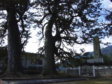 two big cedar trees in Uwano village