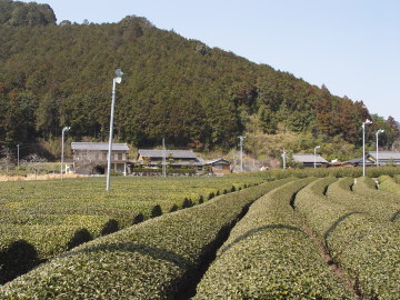 field of Green tea tree